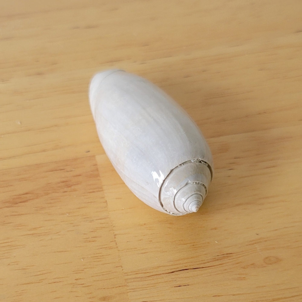 Carolinian olive shell Elegant White Shell Accent Piece
